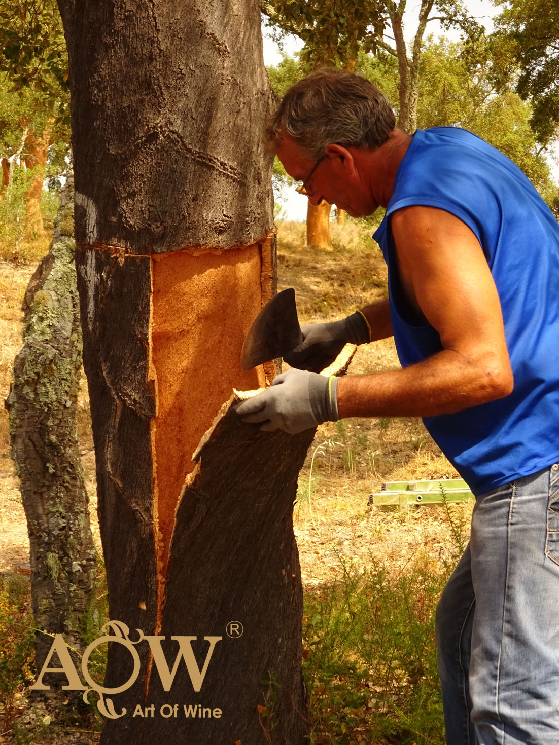 软木的采收003-葡萄牙软木协会