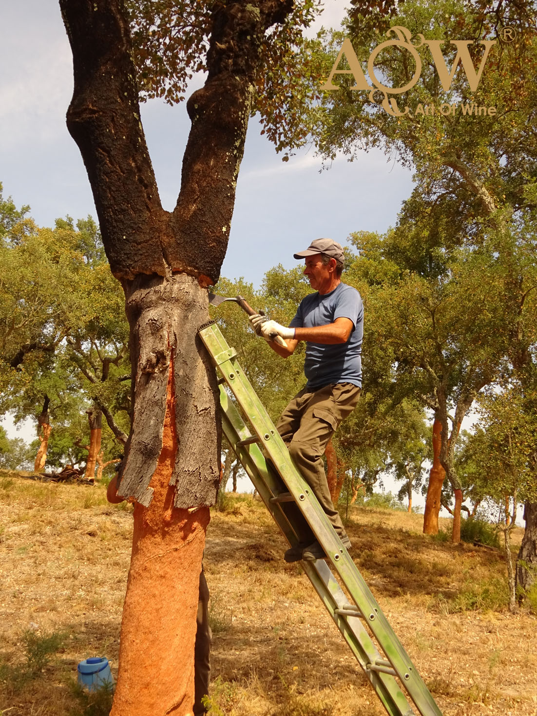 软木的采收过程002-葡萄牙软木协会