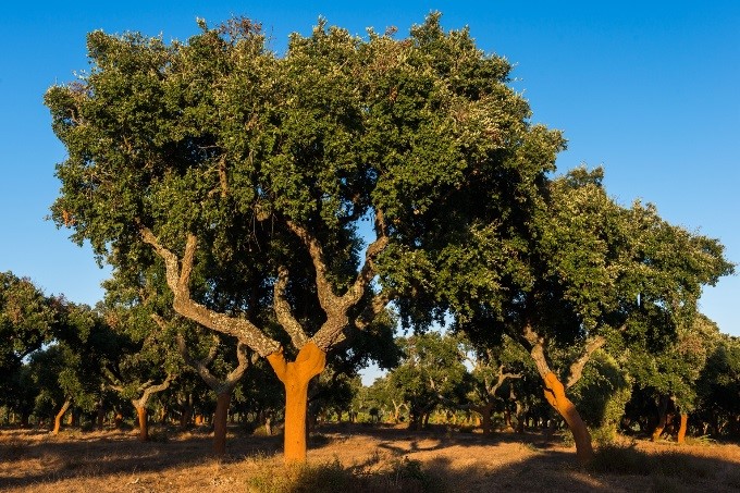 栓皮栎-葡萄牙软木协会