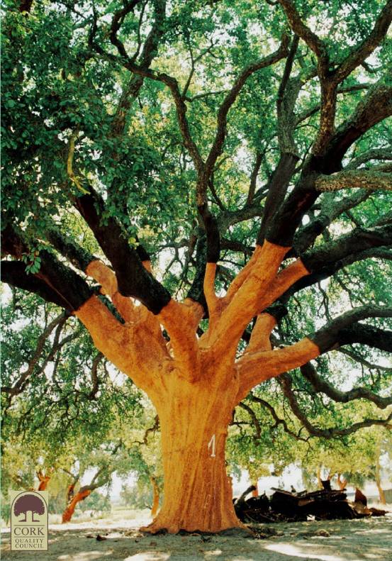 古老的栓皮树-葡萄牙软木协会