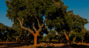 软木的取材地即栓皮栎林02-葡萄牙软木协会