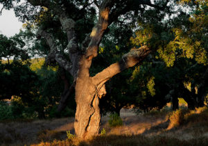 软木的源头即栓皮栎树02-葡萄牙软木协会