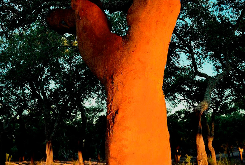 天然软木树即栓皮栎01-葡萄牙软木协会图片库