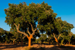 软木取材的栓皮栎林-葡萄牙软木协会