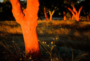 软木取材的栓皮栎树-葡萄牙软木协会