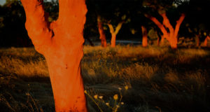 软木树即栓皮栎-葡萄牙软木协会