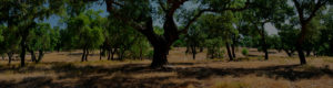 软木的源头即栓皮栎林03-葡萄牙软木协会图片库