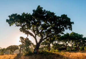 软木的源头即栓皮栎树03-葡萄牙软木协会