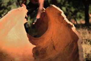 高品质软木的取材地即栓皮栎树01-葡萄牙软木协会