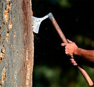 软木的采收第一步-葡萄牙软木协会
