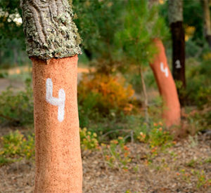 软木的采收第五步-葡萄牙软木协会图片库