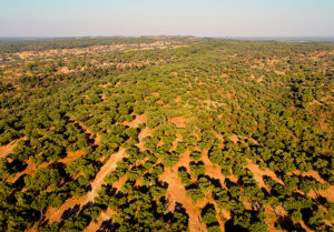 软木的源头即栓皮栎林-葡萄牙软木协会