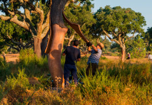 软木的源头即栓皮栎林02-葡萄牙软木协会