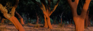 软木的取材地即葡萄牙栓皮栎林01-葡萄牙软木协会