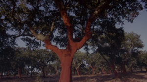 软木源头即栓皮栎03-葡萄牙软木协会