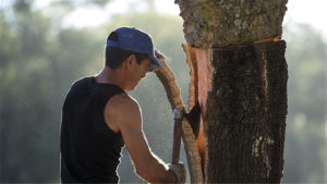 软木的采收002-葡萄牙软木协会